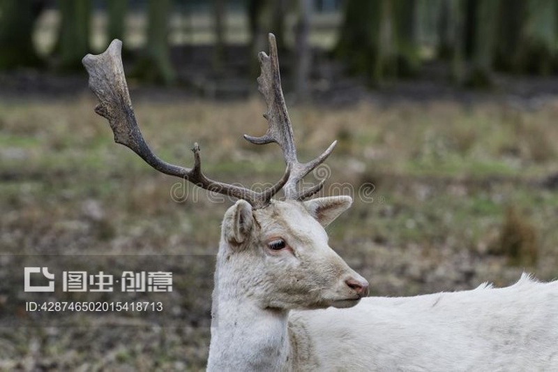 白鹿
